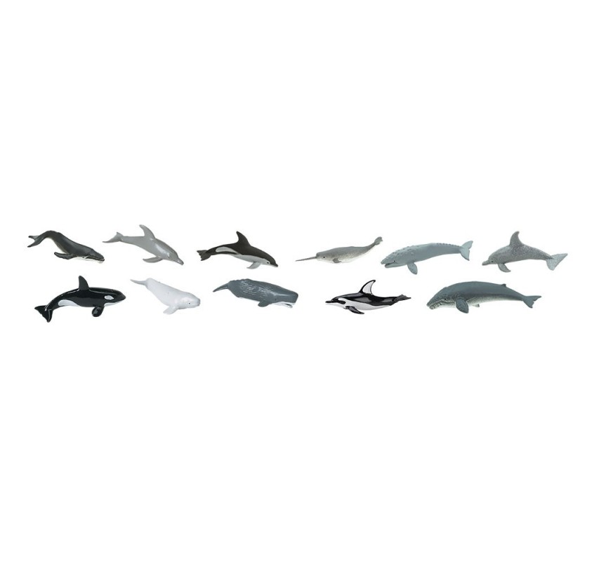 Tube Baleines et Dauphins | Edunova Maroc