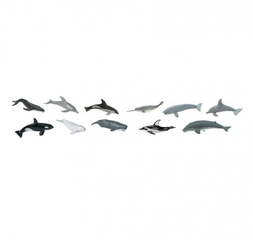Tube Baleines et Dauphins | Edunova Maroc