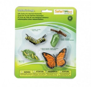 Cycle de vie d'un papillon