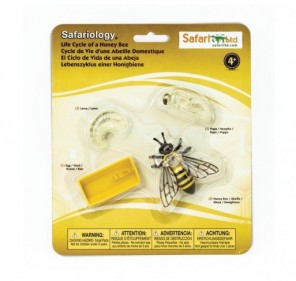 Cycle de vie abeille