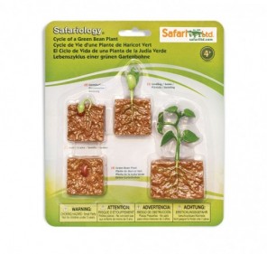 Cycle de vie d'une plante