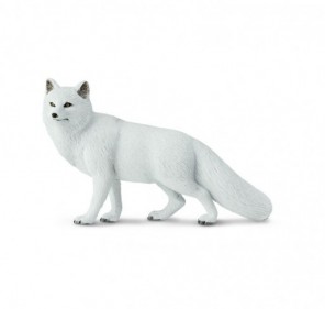 Renard arctique