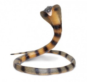 Cobra Géant
