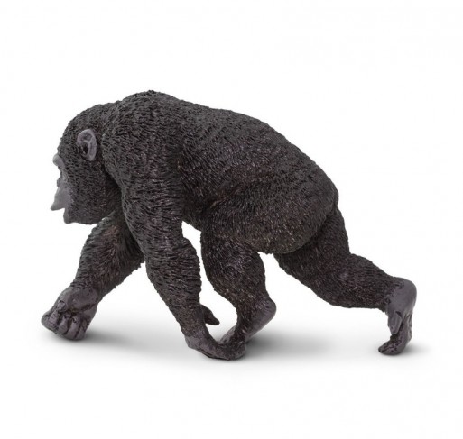 Chimpanzé | Edunova Maroc