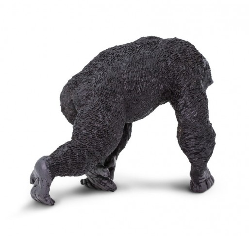 Chimpanzé | Edunova Maroc