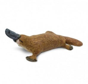 Ornithorynque