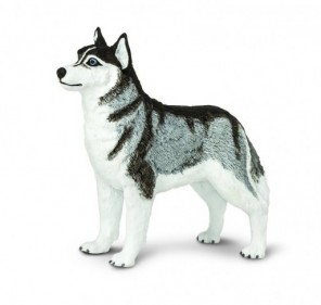 Chien Husky