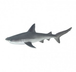 Requin gris