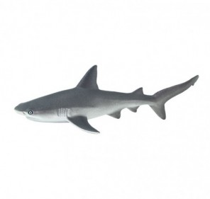 Requin gris de récif