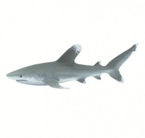 Requin océanique