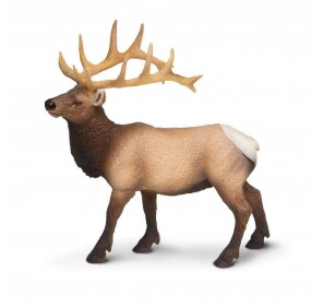 Wapiti