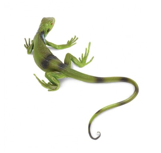 Bébé Iguane | Edunova Maroc