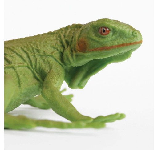 Bébé Iguane | Edunova Maroc