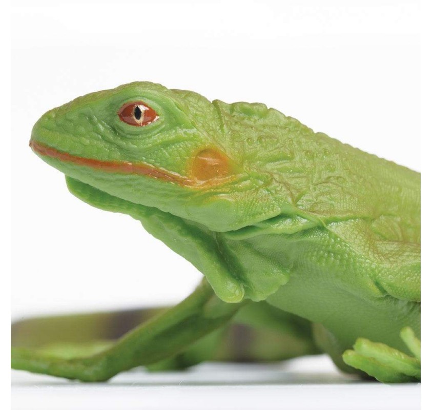 Bébé Iguane | Edunova Maroc