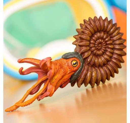 Ammonite | Edunova Maroc