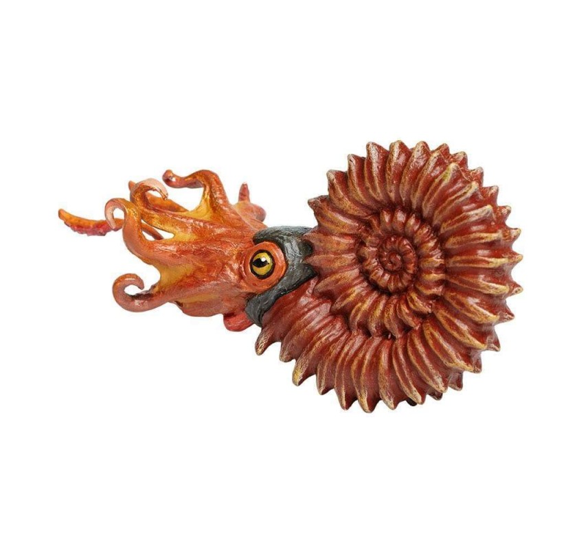 Ammonite | Edunova Maroc