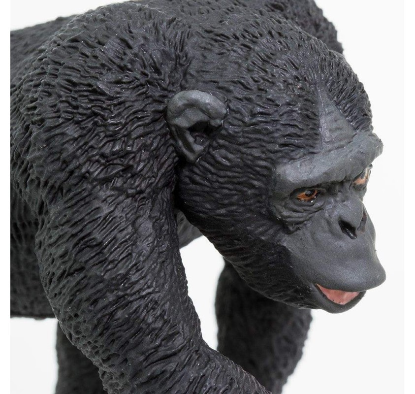 Chimpanzé | Edunova Maroc