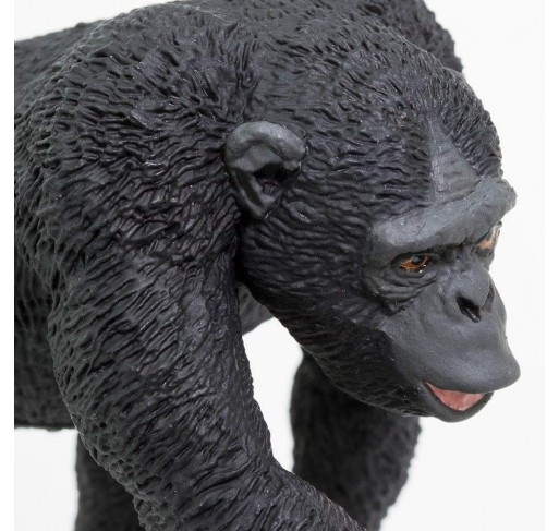 Chimpanzé | Edunova Maroc