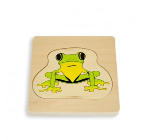 Cycle de vie grenouille