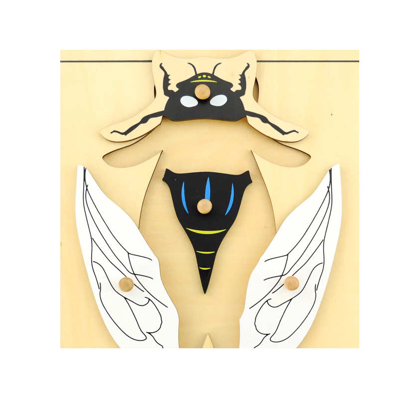 Puzzle de la Mouche | Edunova Maroc