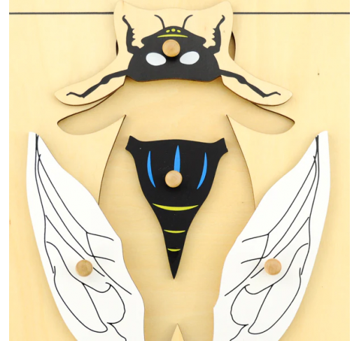 Puzzle de la Mouche | Edunova Maroc