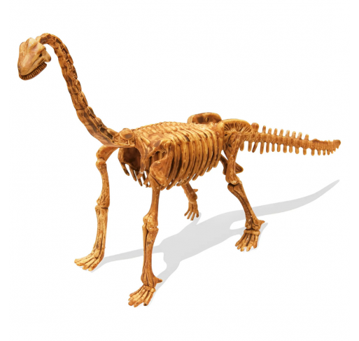 Dino Kit - Brachiosaure | Edunova Maroc